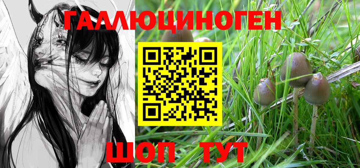 Псилоцибиновые грибы Psilocybe Кунгур