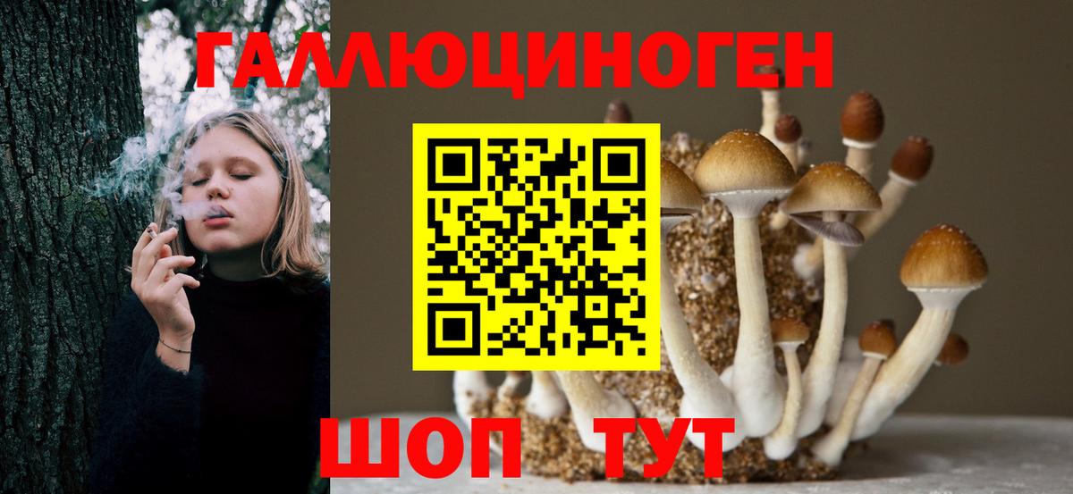 Кунгур  Галлюциногенные грибы Psilocybine cubensis  Вход с VPN 